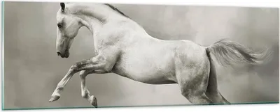 Produktbild von Bilder auf glas - Pferd Tier - 90x30cm - Glasbilder - Wandbilder - Bilder - Kunstdruck - zum Aufhängen bereit - Wanddekoration aus Glas - Glas Bilder - Wandbild auf Glas - Einteilig - GAB90x30-3542