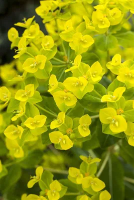 Zdjęcie produktu dla Euphorbia cornigera 'Golden Tower', wilczomlecz, doniczka ok. 9x9 cm
