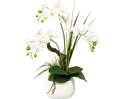 Produktbild von Kunstpflanze Phalaenopsis Höhe: 46 cm weiß