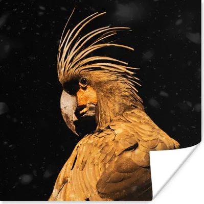 Produktbild von MuchoWow® Poster Kakadu - Gold - Schwarz 50x50 cm - Wohnzimmerdekoration
