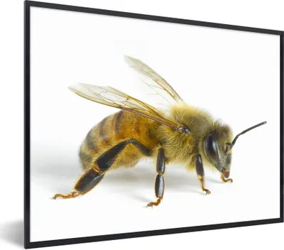 Produktbild von MuchoWow® Gerahmtes Poster Bienen - Insekten - Flügel 80x60 cm - Poster mit Schwarzem Bilderrahmen Wandposter Rahmen Foto Bilder - Schwarzem - Mit Gestell