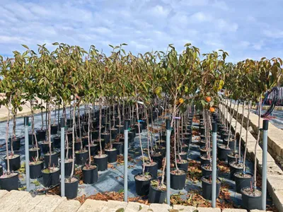 Produktbild von Kaki Baum Diospyros kaki „Fuyu“ 160–200 cm – winterharte Kakipflaume im Topf, essbare Persimone für Garten & Terrasse