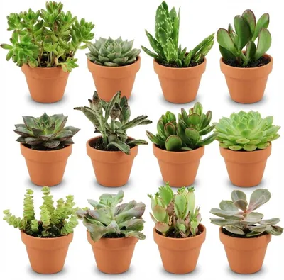 Produktbild von Mini Sukkulenten Mix 12 Pflanzen Ø8,1cm – Sukkulenten Set mit Terrakottatöpfen
