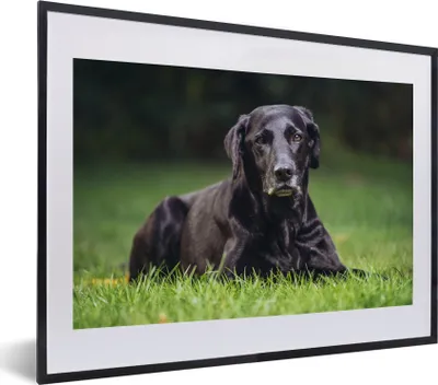 Produktbild von MuchoWow® MuchoWow® Gerahmtes Poster Ein schwarzer Labrador im Gras 40x30 cm - Poster mit zchwarzem Bilderrahmen - Bilderrahmen - Poster im Rahmen