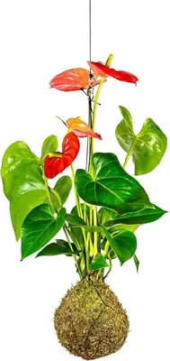 Obrázok produktu pre Gardners Kokedama Anthurium andraeanum mix (M)