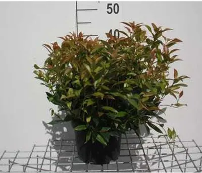 Immagine prodotto di Leucothoe 'Zeblid' ('scarletta') - Traubenheide 20- 30 cm - Contenitore