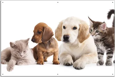 Produktbild von Wallario Outdoor-Poster für Garten oder Balkon, Motiv Hundewelpen und Katzenjunge, in ca. 61 x 91,50 cm