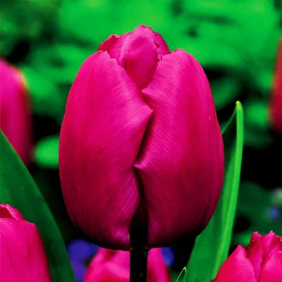 Zdjęcie produktu dla Tulipan Triumph Purple Prince 5 szt. Tulipany Cebulki Tulipanów Cebule