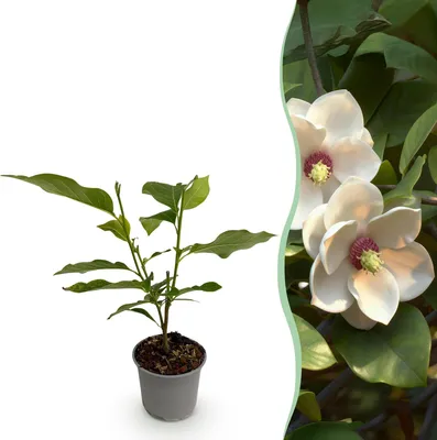 Image de Green boutiQ - Plante de jardin - Magnolia sieboldii - Fleurs blanches et rouges - 1 plante - Caduque - Peu d'entretien - Pot de 12 cm, hauteur 30 cm