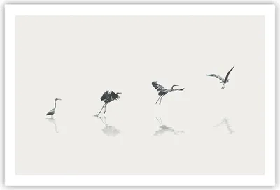 Produktbild von Poster - Poster ohne Rahmen - Flug Vogel Reiher - 91,5x61 cm - Wand Bild - Wanddeko - Wandbilder - Kunstposter - Wandposter - Bilder - Kunstdruck - Wanddekoration - Wandbild - P2XAA91x61-5096
