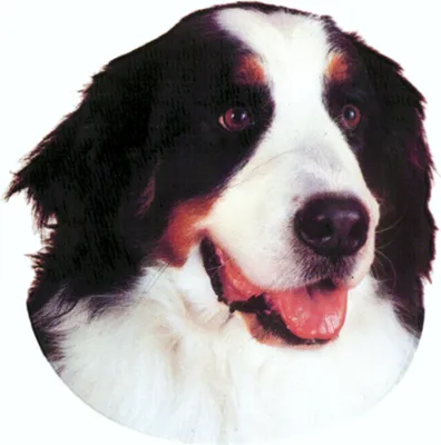 Produktbild von Aufkleber Hirtenhund 125 x 110 mm