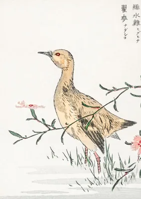 Produktbild von Plakat 29,7x42cm Redshank, Japanischer Vintage Kashu für das Wohnzimmer