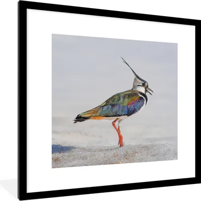 Produktbild von MuchoWow® Gerahmtes Poster Vogel - Tiere - Sand - Kiebitz 40x40 cm - Poster mit Schwarzem Bilderrahmen Wandposter Rahmen Foto Bilder - Poster - Plakat im Rahmen
