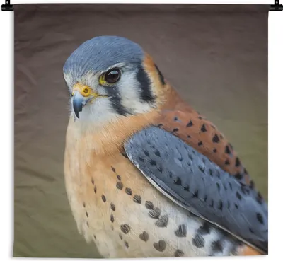 Produktbild von MuchoWow® Wandteppich Wandbehang Vogel - Makro - Blau 120x120 cm Tapisserie Dekoration Wandtuch - Modern - Baumwollgewebe