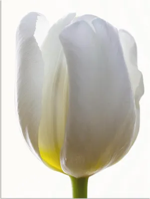 Produktbild von ARTland Wandbild Alu für Innen & Outdoor Weiße Tulpe Größe: 45x60 cm