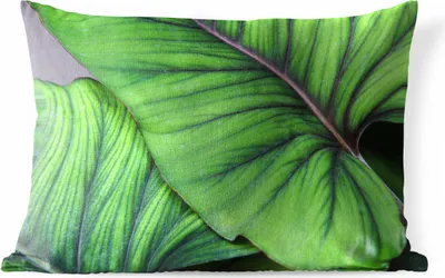 Produktbild von MuchoWow® Outdoor Kissen - Foto von großen tropischen botanischen Blättern - 60x40 cm - Wetterfest - Lounge Kissen - Zierkissen - Kissen für Innenräume