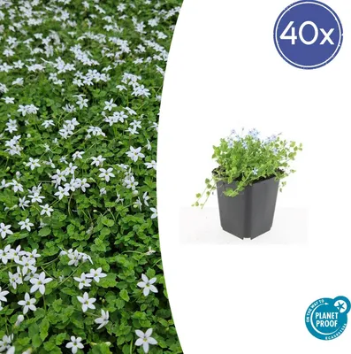 Obrázok produktu pre Pôdopokryvná rastlina – Biela lobelia – Isotoma fluviatilis 'Alba' – 9 cm kvetináč – Sada 48 rastlín