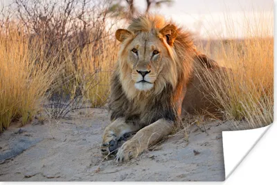 Produktbild von MuchoWow® Poster Löwe - Morgen - Afrika 30x20 cm - Plakate - Print