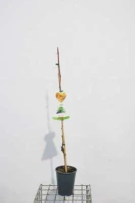Immagine prodotto di Vitis vinifera 'Nero' - Uva 'Nero' | Altezza da 100 a 125 cm in vaso