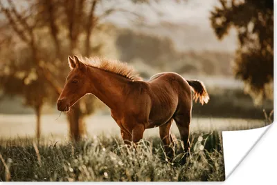 Produktbild von MuchoWow® Poster Pferd - Licht - Wiese 60x40 cm - Schlafzimmerdekoration