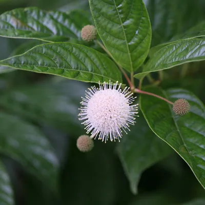Obrázek produktu pro 2 x Knopfbusch - Cephalanthus occidentalis | 30-40 cm v nádobě