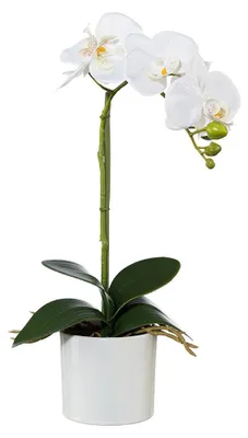 Produktbild von Kunstblume PHALAENOPSIS (Orchidee) im KERAMIKTOPF. Ca 40cm. CREME
