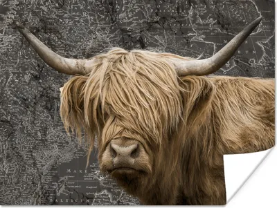 Produktbild von MuchoWow® Poster Weltkarte - Tiere - Schottischer Highlander 120x90 cm - Wandbild