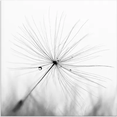 Produktbild von ARTland Glasbild Pusteblume Schirmchen Größe: 30x30 cm