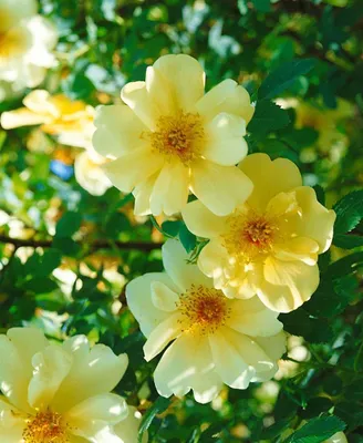 Produktbild von Rosa 'Frühlingsgold', Strauchrose, gelb, 5-7,5 Liter Container