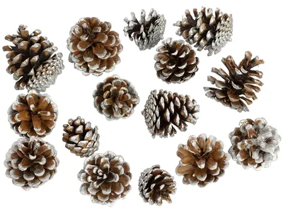 Produktbild von Schwarzkiefern - 1 kg im Netz - Länge ca. 5-8 cm - silber-tipped