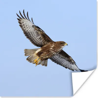 Produktbild von MuchoWow® Poster Bussard - Vogel - Blau 75x75 cm - Wand Dekoration