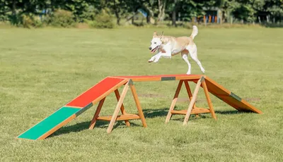 Produktbild von TRIXIE Fun Agility Steg - diverse - 456 × 64 × 30 cm