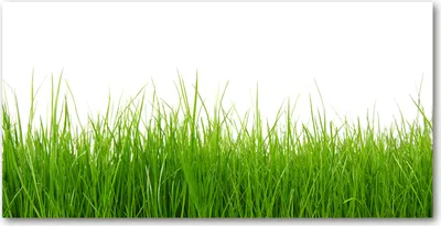 Produktbild von Tulup Glas-Bild -140x70- Wandkunst Dekorative Wand für Küche & Wohnzimmer - Blumen & Pflanzen - Gras - Grün