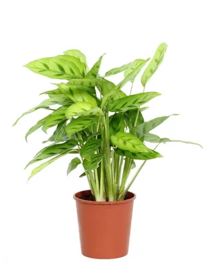Produktbild von Calathea leopardina 40cm Zimmerpflanze