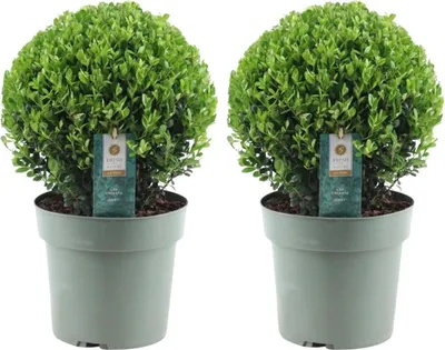 Obrázek produktu pro Ilex crenata 'Jenny' - Cesmína koule - Ø25cm - 2 rostliny - Alternativní zimostráz - Snadná péče a odolné zahradní rostliny