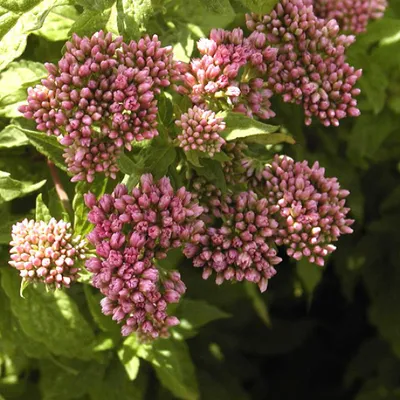 Immagine prodotto di 6 x Eupatorium cannabinum 'Plenum'  | Vaso 9 cm x 9 cm