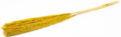Produktbild von INNA-Glas Schilf getrocknet DONJETA, gelb, 115-120cm, Ø15cm - Getrockneter Bund