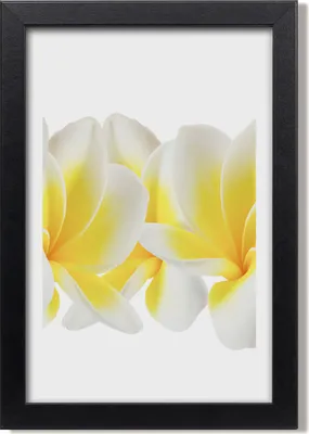 Produktbild von Bild 20x30 MDF-Rahmen, Wandkunst Plumeria