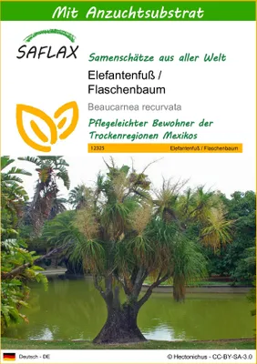 Produktbild von SAFLAX - Elefantenfuß / Flaschenbaum - Beaucarnea recurvata - 10 Samen - Mit keimfreiem Anzuchtsubstrat