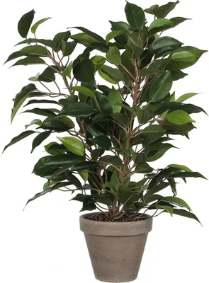 Image de Ficus Natasja Artificiel Plante Artificielle Réaliste Et Sans Entretien - Mica Decorations