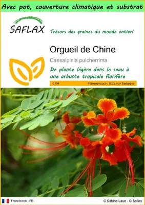 Image de SAFLAX Garden to go - Orgueil de Chine - 10 graines - Caesalpinia
