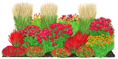Produktbild von Dehner Bio Stauden-Set Feuerwerk, 8 verschiedene Staudensorten, je 3 Stück, mehrjährige Gartenpflanzen, je 3-20 cm exkl. Pflanztopf, Ø Topf je 9 cm, rot / orange / gelb / hellbraun