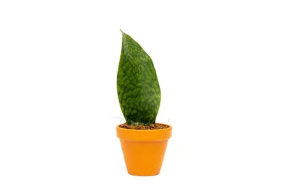 Obrázok produktu pre Gardners Sansevieria Masoniana Veľrybie plutvy, priemer 10,5 cm