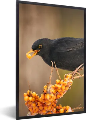 Produktbild von MuchoWow® Gerahmtes Poster Vogel - Amsel - Winter - Eis - Beere 20x30 cm - Poster mit Schwarzem Bilderrahmen Wandposter Rahmen Foto Bilder - Drucken - Bilder Poster im Rahmen