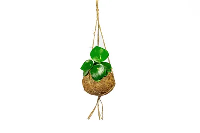 Obrázek produktu pro Kokodama Peperomia polybotrya raindrop (L)