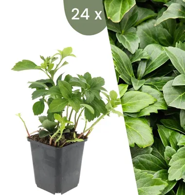 Produktbild von Plants by Frank | 24 Ysander Pflanzen | Pachysandra Terminalis | Bodendecker | Winterhart | Gartenpflanzen