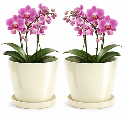 Image de Lot de 2 pots de fleurs décoratifs en plastique, avec soucoupes