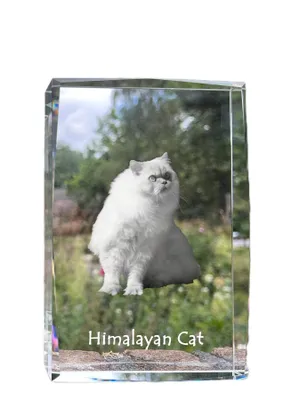 Produktbild von Himalayan Kristall mit Katze Art-Dog
