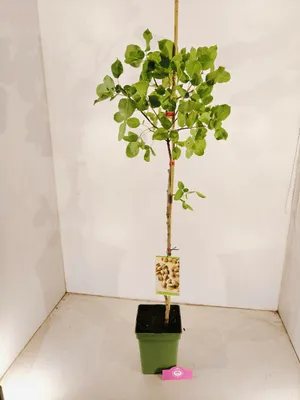 Produktbild von Pistacia vera 'Kerman', weiblich, Pistazienbaum, Höhe 100 cm, 5-Liter-Topf