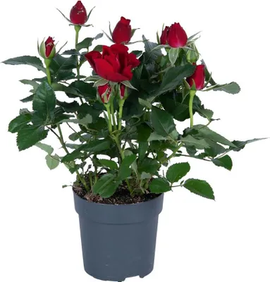 Produktbild von Rose Rot Topfrose Ø17cm 45cm Höhe Robuste und pflegeleicht Gartenrose winterhart